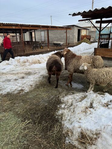 Бараны, овцы: Продаю | Баран (самец) | На забой — 4