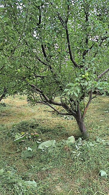 купить поле для посева: 6 соток, Для бизнеса, Красная книга