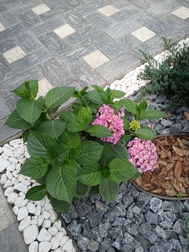 село алексеевка: 6 соток, Айыл чарба үчүн, Кызыл китеп