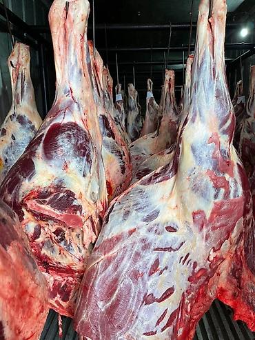 рыбный завод: Мясо конина Жылкы эт Тай эт Байтал эт Кунан эт Бир болукто 20кг — 3
