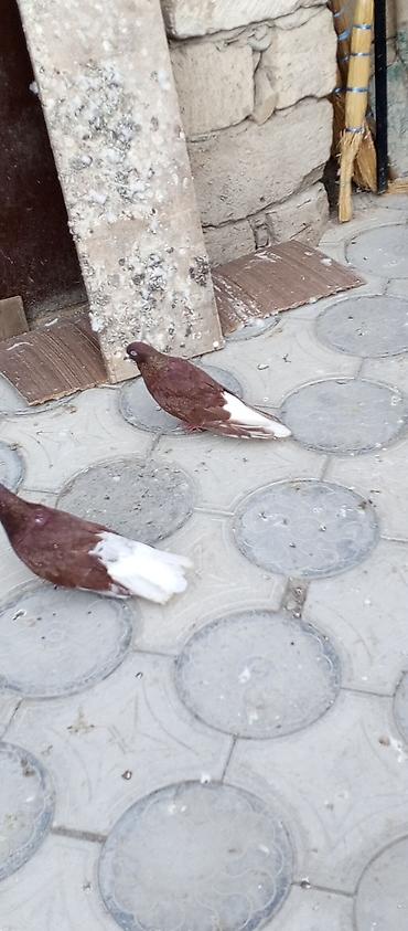 dekorativ goyərcin: Agquyruqlar 5de erkekdi qiymet birine aiddi barterde var baxir — 3