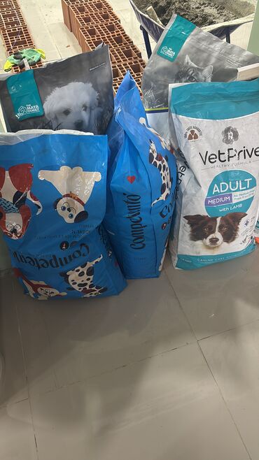 it pişik: 8 ay, Erkek