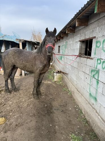 Лошади, кони: Продаю | Жеребец | Рабочий — 1