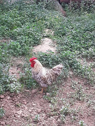 Toyuqlar: Saglam cavan xoruz həm damazlıg həmdə kəsim ücün ünvan Zıg — 2