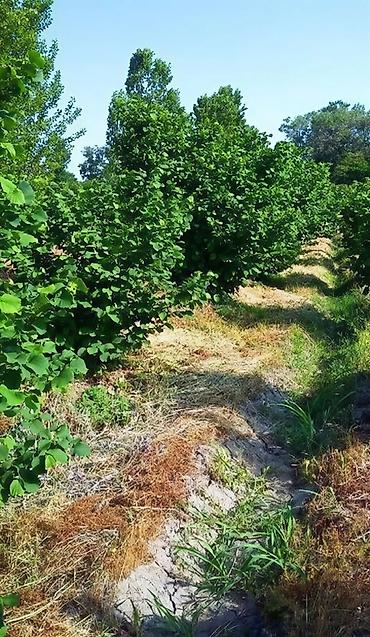 Torpaq sahələrinin satışı: 180 sot, Kənd təsərrüfatı, Kupça (Çıxarış) -da lalafo.az — 16 Torpaq sahələrinin satışı: 180 sot, Kənd təsərrüfatı, Kupça (Çıxarış) — 16