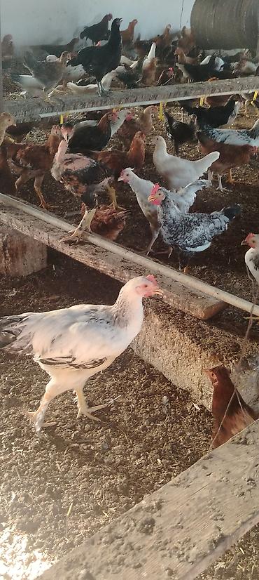 quslar haqqinda melumat: Toyuq, Yumurtalıq — 7