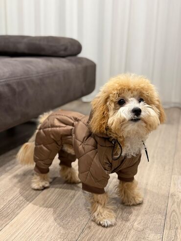 İtlər: 2 ay, Erkek, Peyvəndli, Ünvandan götürmə — 6