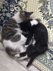 отдам котенка в добрые руки: Отдаю в добрые руки Котенок девочка 3 месяца Кошка 1 год было бы