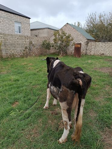 simmental inək satılır: Самка, Simental, лет: 4, 130 кг, Для молока, Самовывоз