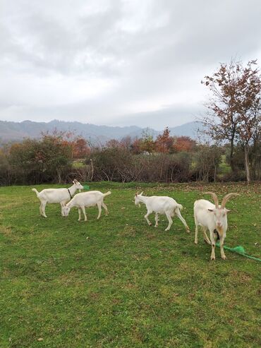 Keçi, çəpiş: Sanen safqan Südlük-törədici keçilər - Cins: ağ rəngli yerli/saanen — 5