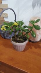 декоративное дерево: Хотите Красоту и уют в дом? Тогда, Толстолистник сможет стать частью