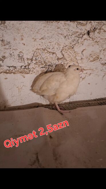 qoyun əti qiyməti: Ağ rəngli bildirçin 2,5 Azn 45/50+ günlük təzə yumurtaya gələn