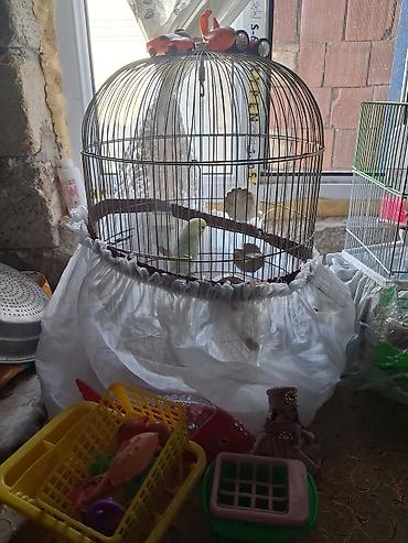 su zambagi: 1 ədəd məhəbbət papuqayı+qefes+yem qabı.su qabı oyuncaqlar hamsı bir — 3