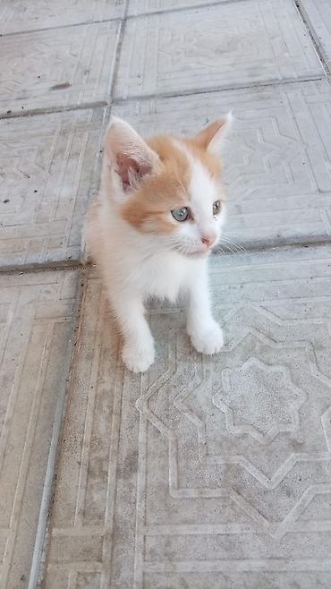 Кошки: Məhsul: Pişik balaları (trikolor və narıncı-ağ rənglər) Təsvir: - Bir — 5