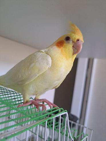 животные в добрые руки баку: Qırmızıgöz Lutino balalari ajerella balasıyla barter olunur evdə — 2