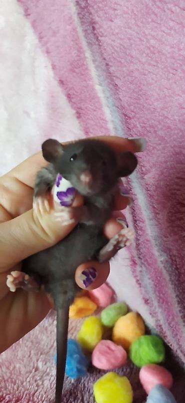 Другое: Привет друзья !!! Питомник Rat haus Love предлагает долгожданный помет — 7