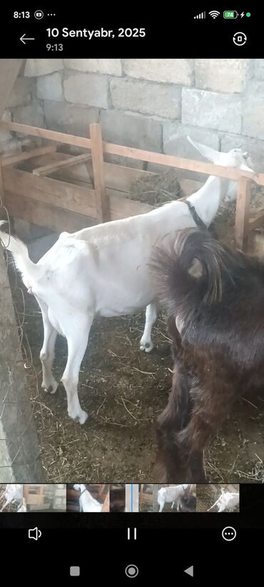 Keçi, çəpiş: Məhsul: Südlük keçilər Təsvir: - Şəkillərdə bir neçə baş keçi — 2