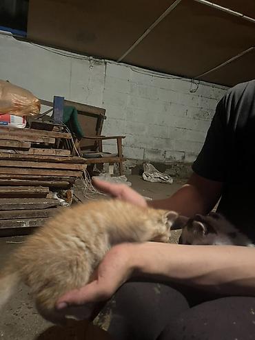 Продажа кошек: Бесплатно. - Трёхцветные (черно-рыже-белые) с выразительными — 3