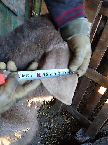 Баран, овца: Продаю | Овца (самка) | Для разведения — 7