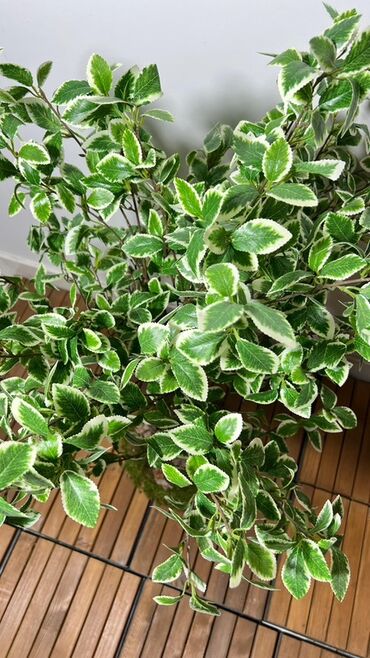 Süni güllər: Dekorativ süni ağaclar dəsti - Model 1: Varlıqlı yarpaqlı dekorativ — 3