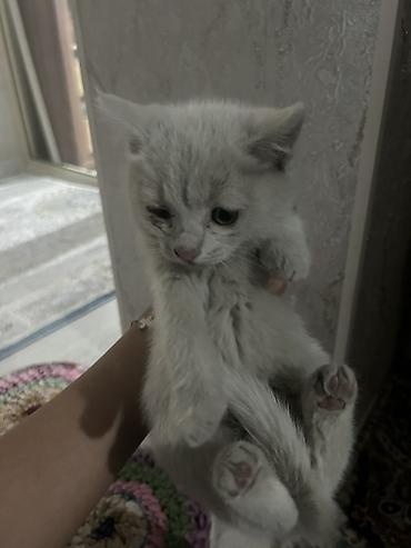 коты бенгальские: Котята, ок. 1,5–2 месяцев, домашние. - Окрас: светло‑серебристый (два — 1