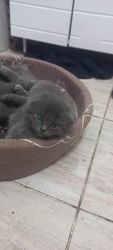 котята веслоухие: 2 месяца, Мальчик, Серый, Приучена к лотку — 1