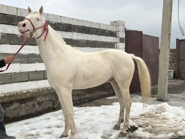 пластырь золотая лошадь бишкек адрес: Продаю | Жеребец | Арабская | Конный спорт