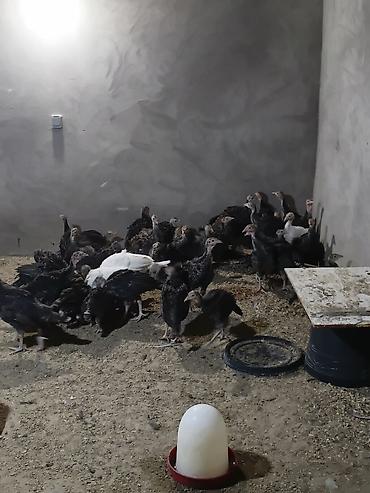 pekines ağ: Hind quşu balaları (pulyavka) – qrup halında - Növ: hind quşu — 1