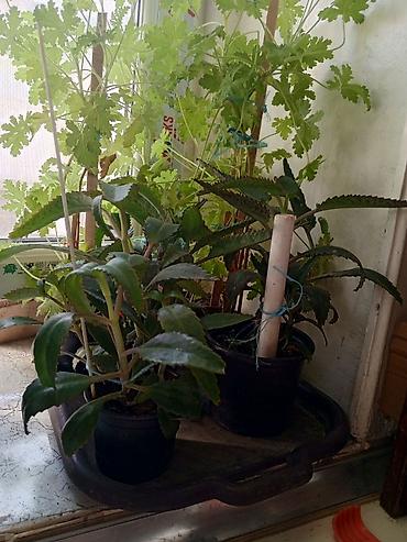 roza: Satılır: otaq bitkiləri dəsti 1) Spathiphyllum (Sülh zanbağı) - — 5