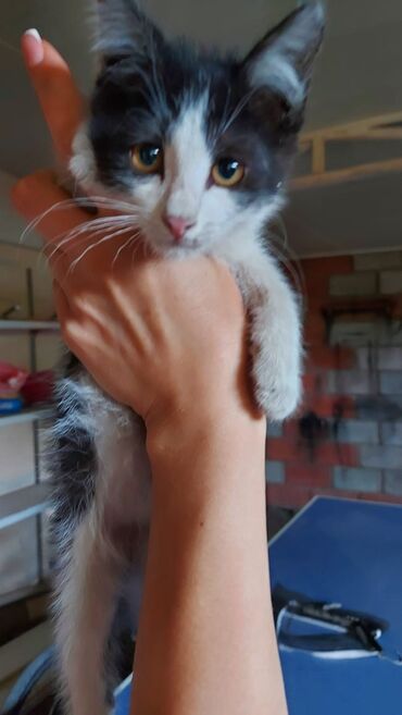 отдам кота я его боюсь: Мальчик