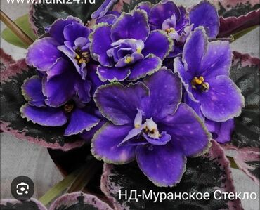 пластиковые ящики для фруктов и овощей цена: Продаю сортовые, коллекционные фиалки 🌿🌺🌿:деткистартеры.