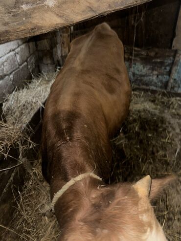 Inəklər, öküzlər: Erkək, il: 1, 100120 kq, Damazlıq, Ətlik, Ünvandan götürmə — 14