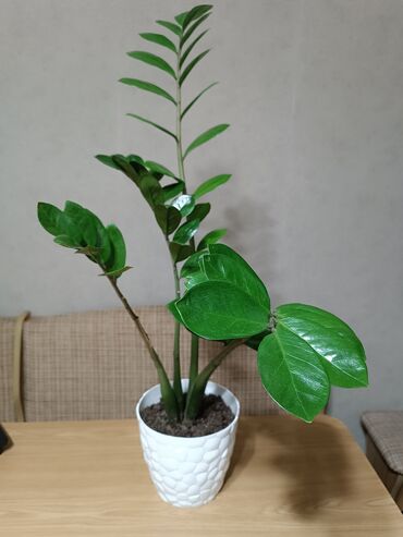 грунт для комнатных растений: Замиокулькас, красивый, не прихотливый цветок в красивом горшке