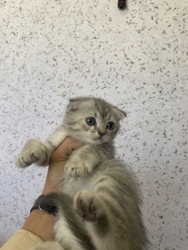 продаю осёл: Скотиш Фолд (Шотландская вислоухая), 2 месяца, Девочка, Приучена к лотку, Проглистована