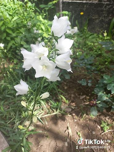 Другие садовые цветы и кустарники: Ново Покровка — 18