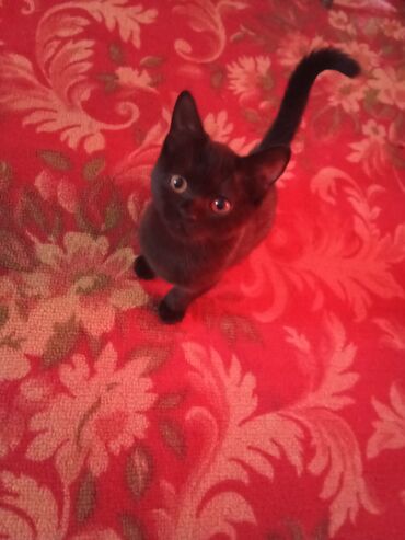 дом для кош: Беспородная, 3 месяца, Девочка, Черный