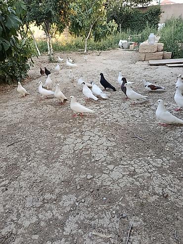 goyerçin: Məhsul: Ev təsərrüfatı üçün göyərçinlər (qrup halında) Təsvir: - Bir — 2