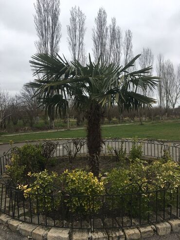 Bağ evlərinin satışı: Xudat, 80 kv. m, 8 otaq -da lalafo.az — 6 Bağ evlərinin satışı: Xudat, 80 kv. m, 8 otaq — 6