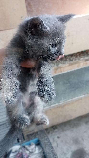 купить кошку бишкек: Кошка даром: Беспородная, 2 месяца, Девочка, Приучена к лотку — 2