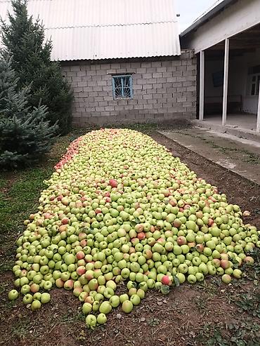 Алмалар: Алмалар Голден, Дүң — 3
