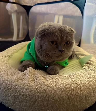 Pişiklər: Şotland, Erkək — 12