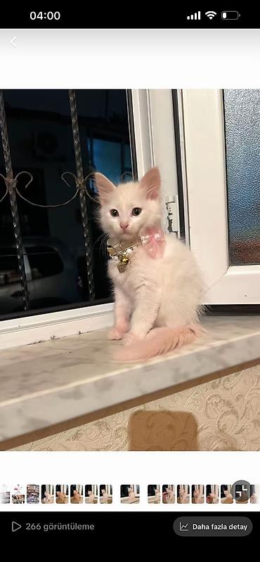 ev itleri ucuz: Ağ tüklü, yumşaq və sıx xəzə malik ev pişiyi. Şirin, ifadəli böyük — 1
