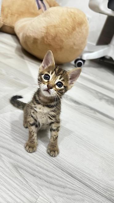 Продажа кошек: Домашние котята. Отец - бенгал. Мама - абессинка. - Возраст: 1,5 — 2