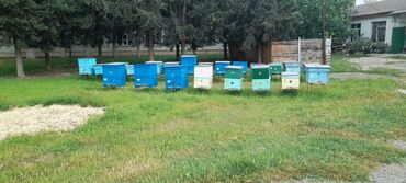 ari satisi azerbaycanda: 10 arı ailəsi satılır.qiymətdə razılaşarıq.arı Mingəçevirdədi