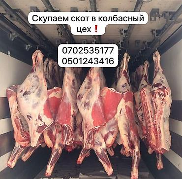собака щенки: Скупка ската колбасный цех: коровы, быков, телок, лошадей, вынужденный — 1