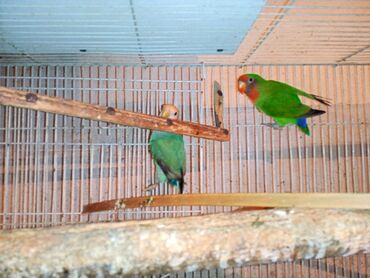 Digər quşlar: Nerazlucnik fişer ayrilmazlar maskvıy deyillər cütdu satılır hazır — 8