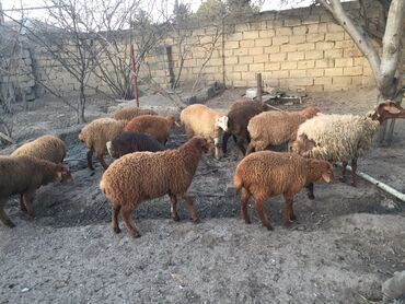 qurban bayrami qoyun sekilleri: Erkək, Qala, il: 4, 20 kq, Damazlıq, Ünvandan götürmə