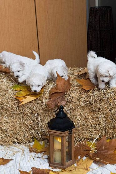 Psi: Rođeni smo 23. oktobra, dva puta smo očišćeni od parazita i primili na lalafo.rs — 2 Psi: Rođeni smo 23. oktobra, dva puta smo očišćeni od parazita i primili — 2
