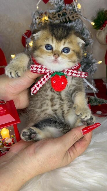 Xaltalar, qayışlar və tasmalar: Gold shinshilla skodish balalar — 6