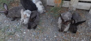 Dovşanlar: İri sort dovşanlar satilir! orta çəkili dovşanlar 15 azn, ağir çəkili -da lalafo.az — 13 Dovşanlar: İri sort dovşanlar satilir! orta çəkili dovşanlar 15 azn, ağir çəkili — 13